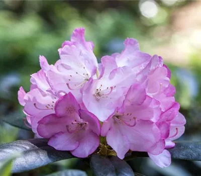 Rhododendron 'Silberpfeil'