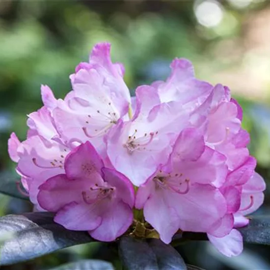 Rhododendron 'Silberpfeil'