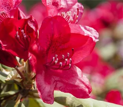 Rhododendron 'Feuerschein'