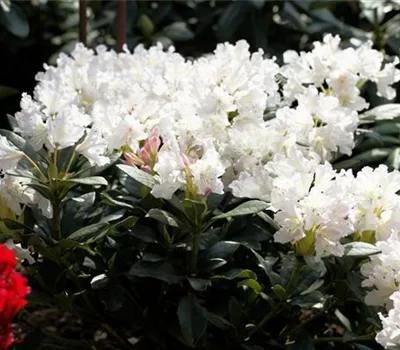 Rhododendron (Caucasicum-Gruppe) 'Cunningham's Whi