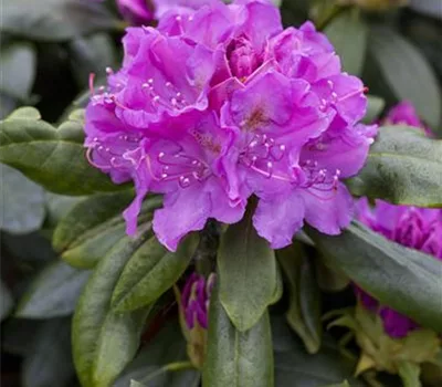Rhododendron (Cat-Grp) 'Lee's Dark Purple'