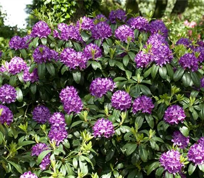 Rhododendron (Catawbiense-Grp) 'Grandiflorum'