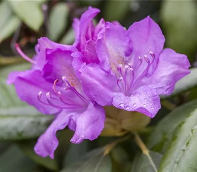 Rhododendron (Catawbiense-Grp) 'Boursault'