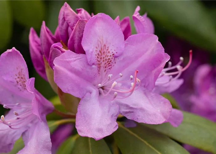 Grossblumige Hybriden