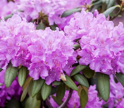 Rhododendron (Cat. Gruppe) 'Roseum Elegans'