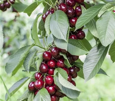 Prunus (Kirsche) 'Lapins'