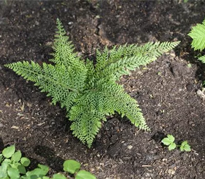 Polystichum setiferum 'Herrenhausen'