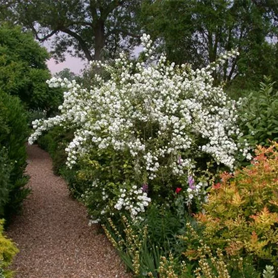 Philadelphus (Virginalis-Gruppe) 'Virginal'