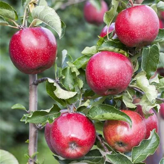Malus (Apfel) 'Florina'