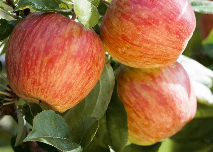 Obstbäume und Beerenobst