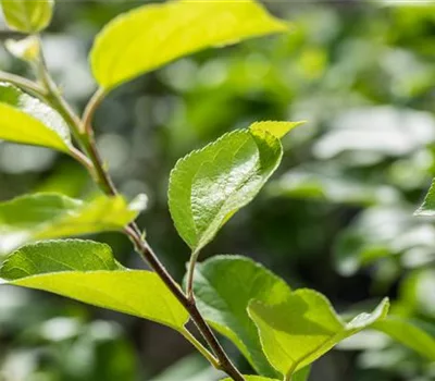 Malus (Apfel) 'Ariwa' Malus (Apfel) 'Ariwa'