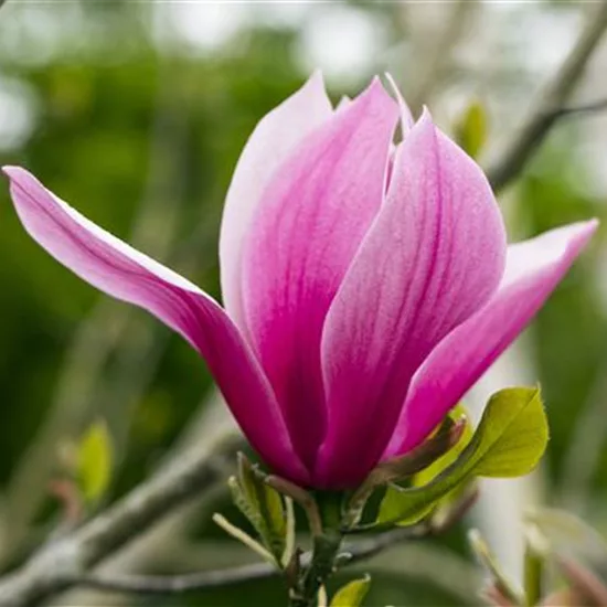 Magnolia 'March till Frost' (R)