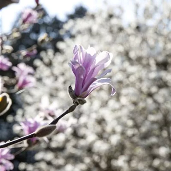 Magnolia 'Betty'