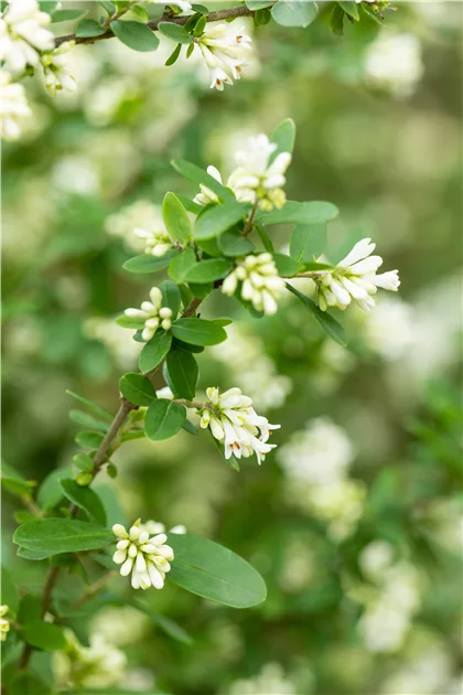 Ligustrum obtusifolium var. regelianum