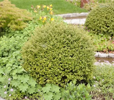 Ilex crenata 'Glory Gem' Kugel Ilex crenata 'Glory Gem' Kugel