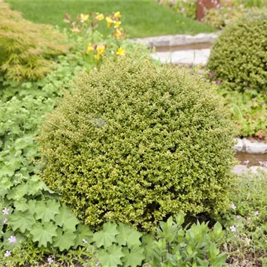 Ilex crenata 'Glory Gem' Kugel