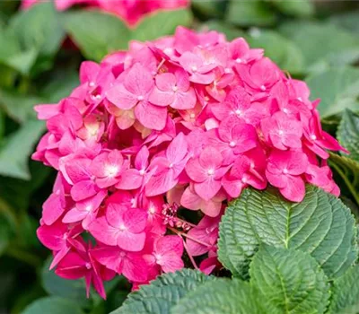 Hydrangea macrophylla 'Endless Summer' Hydrangea macrophylla 'Endless Summer'