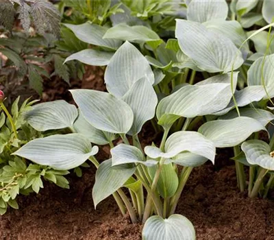 Hosta 'Halcyon'
