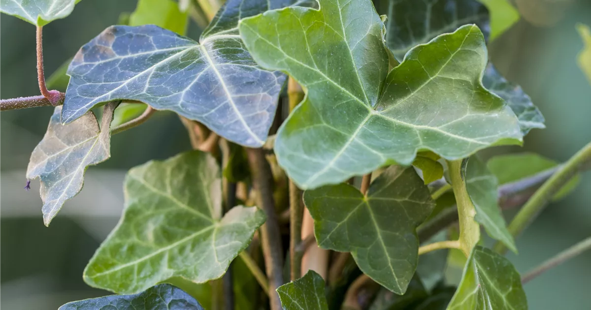 Hedera hibernica