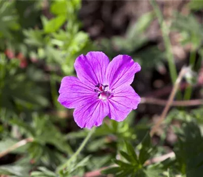 Geranium 'Tiny Monster'