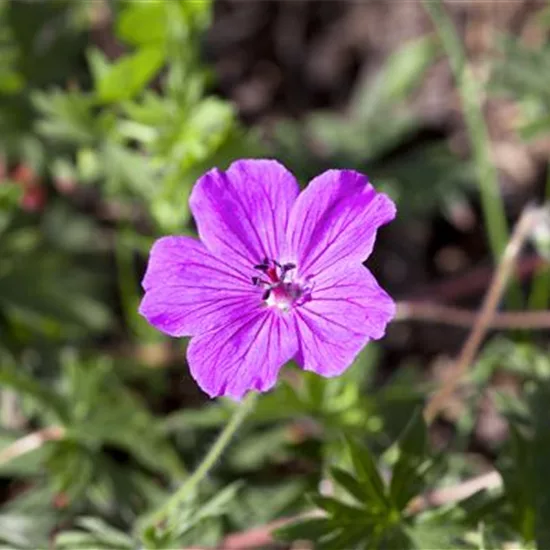 Geranium 'Tiny Monster'