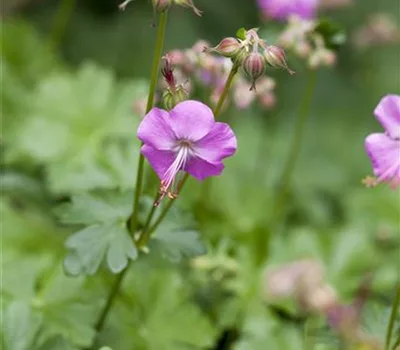 Geranium cantabrigiense (x) 'Karmina'