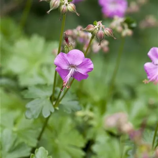 Geranium cantabrigiense (x) 'Karmina'