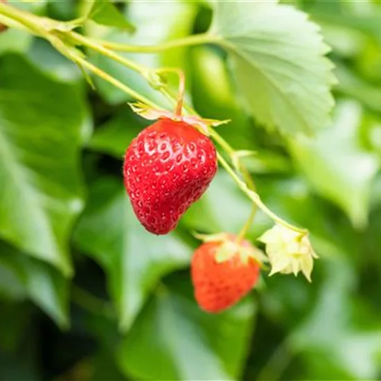 Fragaria (Erdbeere) 'Wädenswil 6'