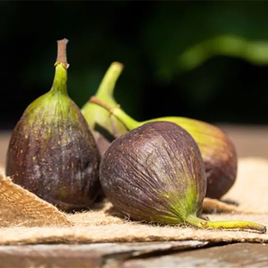Ficus carica 'Nero'