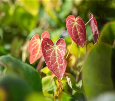 Epimedium versicolor (x) 'Sulphureum' Epimedium versicolor (x) 'Sulphureum'