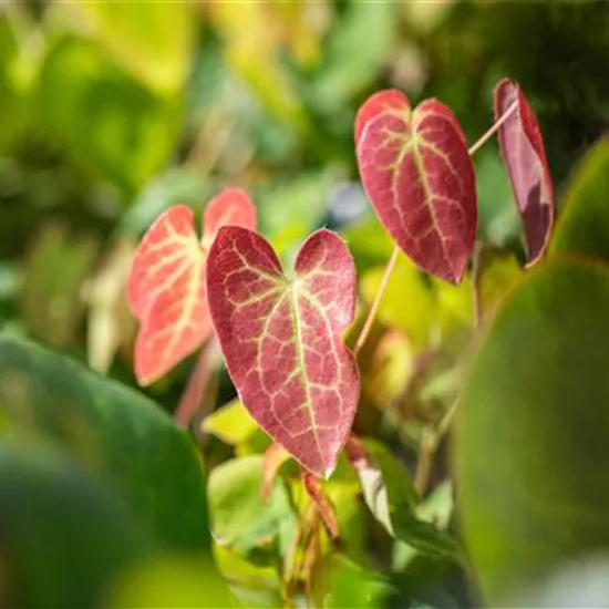 Epimedium versicolor (x) 'Sulphureum'