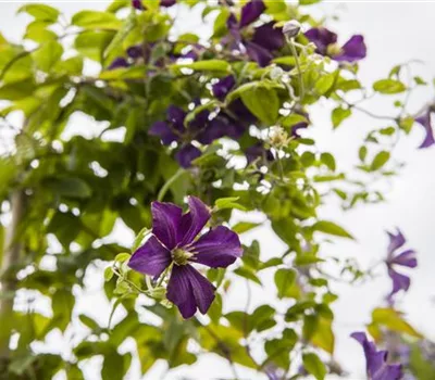 Clematis (Viticella-Gruppe) 'Dark Eyes'