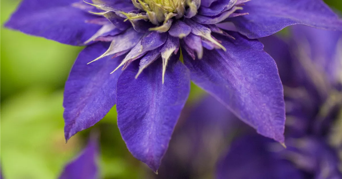 Clematis 'The President'
