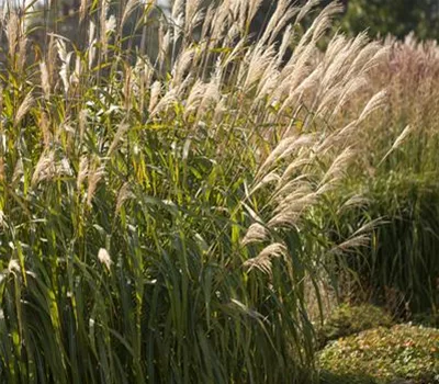 Miscanthus sinensis 'Adagio'