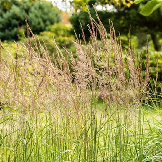 Sorghastrum nutans