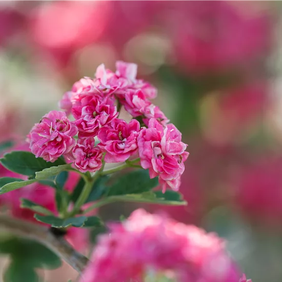 Crataegus media (x) 'Paul's Scarlet'