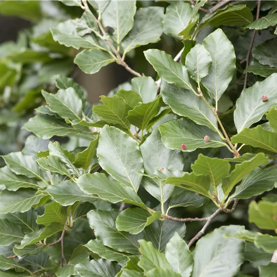 Fagus sylvatica var. suentelensis