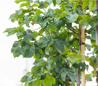Aesculus carnea (x) 'Briotii' Aesculus carnea (x) 'Briotii'