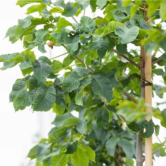 Aesculus carnea (x) 'Briotii'