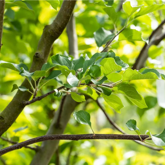 Malus (Apfel) 'Rubinola'