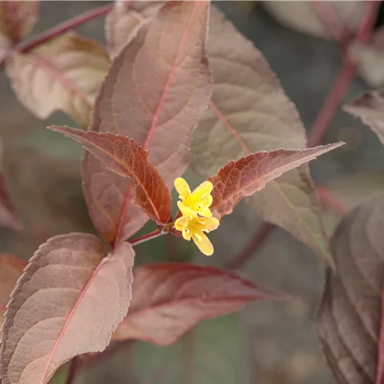 Diervilla splendens (x) 'Diva'