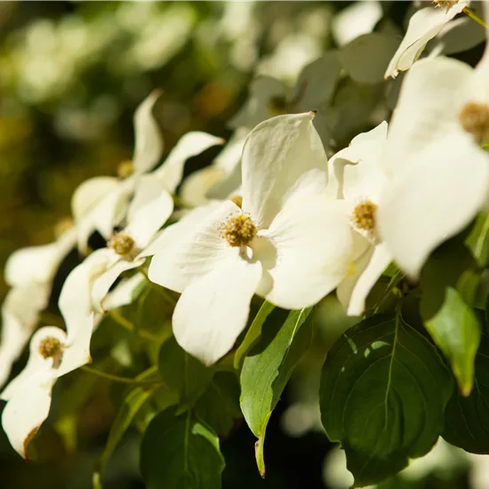 Cornus kousa var. chinensis