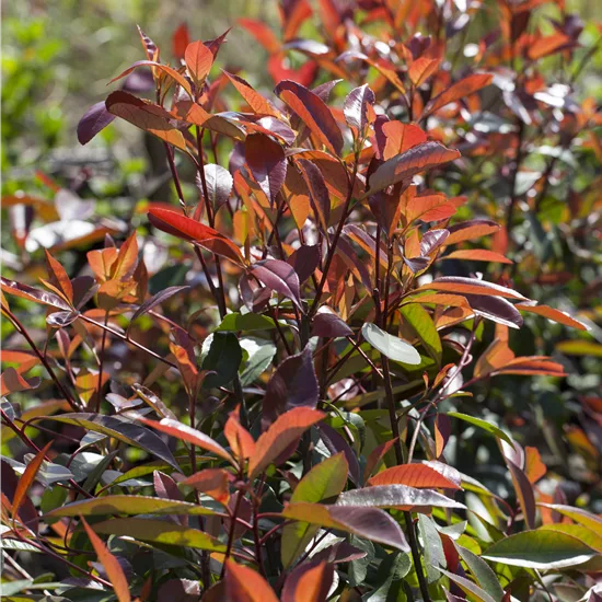 Photinia fraseri (x) 'Red Robin'