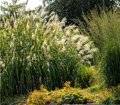 Miscanthus giganteus (x) 'Aksel Olsen'