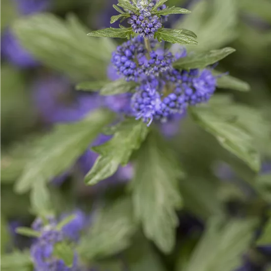 Caryopteris clandonensis (x) 'Kew Blue'