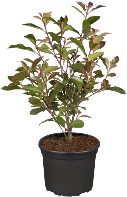 plante cobra Cobra Lily Seeds