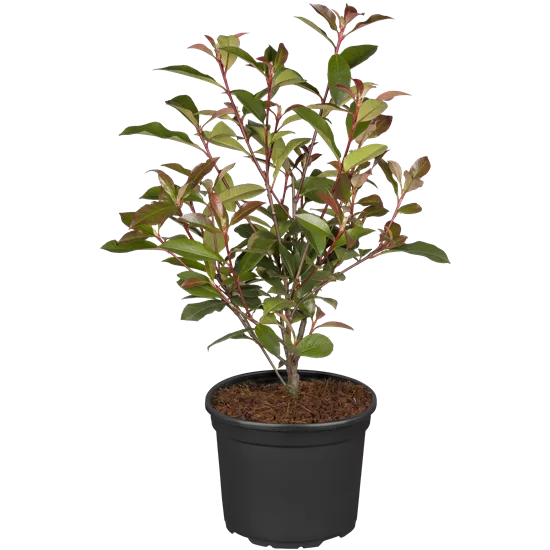 Photinia fraseri (x) 'Robusta Compacta'