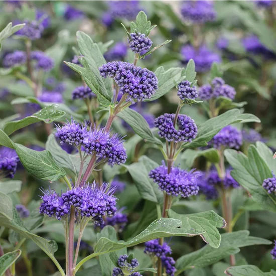 Caryopteris clandonensis (x) 'Grand Bleu'