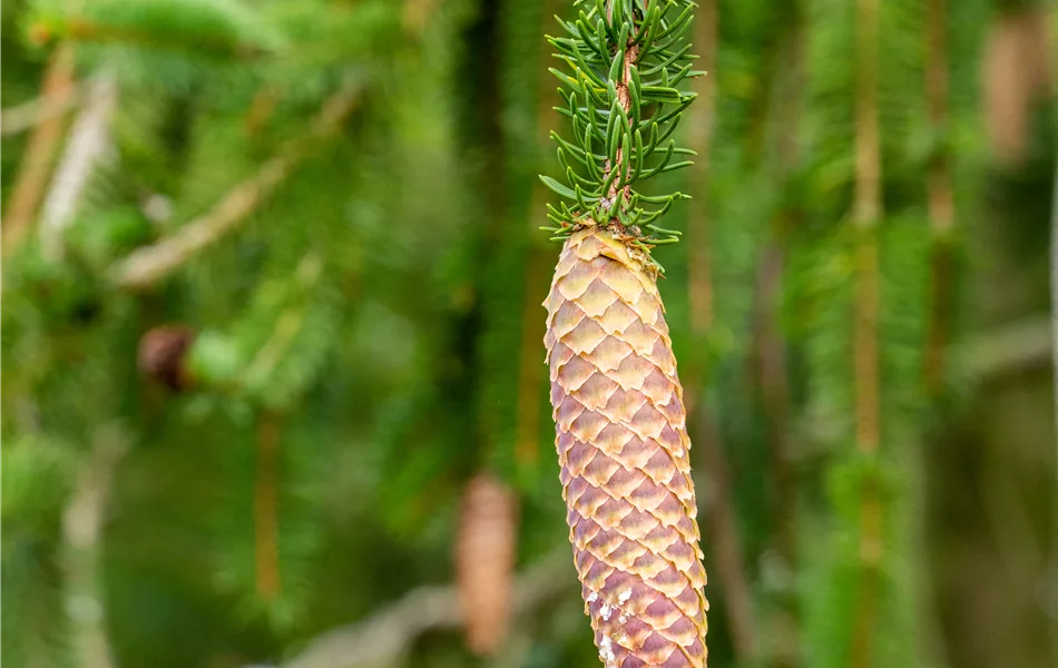 Picea abies Picea abies