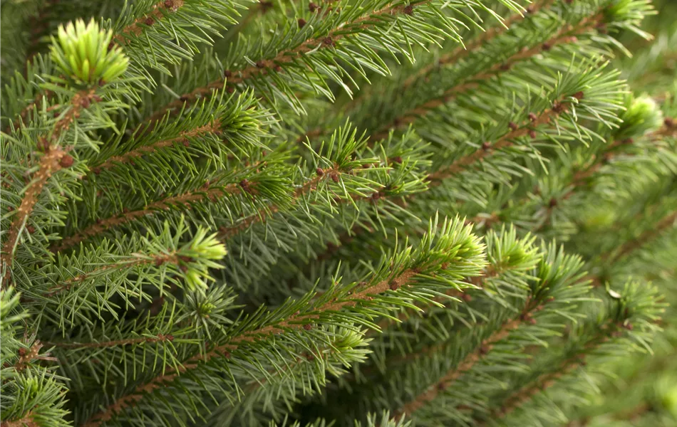 Picea omorika Picea omorika